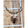 Image 1 : Big Nontypical Colorado Mule Deer Over 200" Shoulder Mount Taxidermy