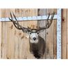 Image 2 : Big Nontypical Colorado Mule Deer Over 200" Shoulder Mount Taxidermy
