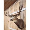 Image 3 : Big Nontypical Colorado Mule Deer Over 200" Shoulder Mount Taxidermy