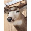 Image 4 : Big Nontypical Colorado Mule Deer Over 200" Shoulder Mount Taxidermy