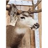 Image 5 : Big Nontypical Colorado Mule Deer Over 200" Shoulder Mount Taxidermy