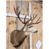 Image 6 : Big Nontypical Colorado Mule Deer Over 200" Shoulder Mount Taxidermy