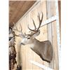 Image 7 : Big Nontypical Colorado Mule Deer Over 200" Shoulder Mount Taxidermy
