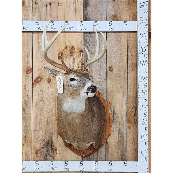 Extra Nice 5x5 Wild Iowa Whitetail Shoulder Mount Taxidermy