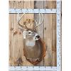 Image 1 : Extra Nice 5x5 Wild Iowa Whitetail Shoulder Mount Taxidermy
