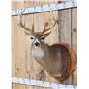 Image 2 : Extra Nice 5x5 Wild Iowa Whitetail Shoulder Mount Taxidermy