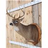 Image 3 : Extra Nice 5x5 Wild Iowa Whitetail Shoulder Mount Taxidermy