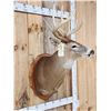 Image 4 : Extra Nice 5x5 Wild Iowa Whitetail Shoulder Mount Taxidermy