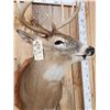 Image 5 : Extra Nice 5x5 Wild Iowa Whitetail Shoulder Mount Taxidermy