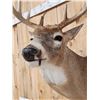 Image 6 : Extra Nice 5x5 Wild Iowa Whitetail Shoulder Mount Taxidermy