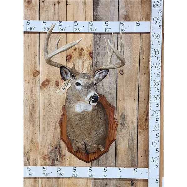 Main Frame 5x5 Whitetail Shoulder Mount Taxidermy