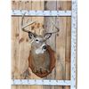 Image 1 : Main Frame 5x5 Whitetail Shoulder Mount Taxidermy