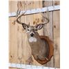 Image 2 : Main Frame 5x5 Whitetail Shoulder Mount Taxidermy