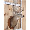 Image 3 : Main Frame 5x5 Whitetail Shoulder Mount Taxidermy