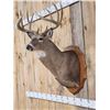 Image 4 : Main Frame 5x5 Whitetail Shoulder Mount Taxidermy