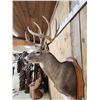 Image 5 : Main Frame 5x5 Whitetail Shoulder Mount Taxidermy