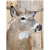 Image 6 : Main Frame 5x5 Whitetail Shoulder Mount Taxidermy