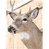Image 7 : Main Frame 5x5 Whitetail Shoulder Mount Taxidermy