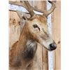 Image 4 : Rare Pere David's Deer Shoulder Mount Taxidermy