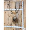 Image 5 : Rare Pere David's Deer Shoulder Mount Taxidermy