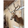 Image 6 : Rare Pere David's Deer Shoulder Mount Taxidermy