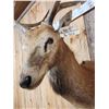 Image 7 : Rare Pere David's Deer Shoulder Mount Taxidermy