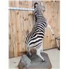 Image 10 : Spectacular Rearing Zebra Full Body Taxidermy Mount