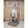Image 11 : Spectacular Rearing Zebra Full Body Taxidermy Mount