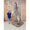 Image 1 : Spectacular Rearing Zebra Full Body Taxidermy Mount
