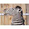 Image 3 : Spectacular Rearing Zebra Full Body Taxidermy Mount