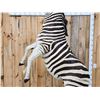 Image 4 : Spectacular Rearing Zebra Full Body Taxidermy Mount