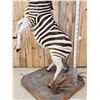 Image 5 : Spectacular Rearing Zebra Full Body Taxidermy Mount