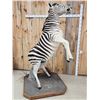 Image 6 : Spectacular Rearing Zebra Full Body Taxidermy Mount
