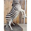 Image 8 : Spectacular Rearing Zebra Full Body Taxidermy Mount