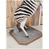 Image 9 : Spectacular Rearing Zebra Full Body Taxidermy Mount