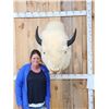 Image 1 : American White Bison Buffalo Shoulder Mount Taxidermy
