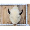 Image 2 : American White Bison Buffalo Shoulder Mount Taxidermy