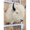 Image 4 : American White Bison Buffalo Shoulder Mount Taxidermy