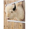 Image 5 : American White Bison Buffalo Shoulder Mount Taxidermy