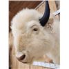 Image 6 : American White Bison Buffalo Shoulder Mount Taxidermy