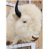 Image 7 : American White Bison Buffalo Shoulder Mount Taxidermy