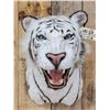 Image 2 : White Bengal Tiger Reproduction Shoulder Mount Taxidermy