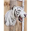 Image 3 : White Bengal Tiger Reproduction Shoulder Mount Taxidermy