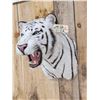 Image 4 : White Bengal Tiger Reproduction Shoulder Mount Taxidermy