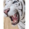Image 5 : White Bengal Tiger Reproduction Shoulder Mount Taxidermy