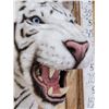 Image 6 : White Bengal Tiger Reproduction Shoulder Mount Taxidermy