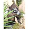 Image 10 : Mother & Baby Coatimundi Full Body Taxidermy Mount