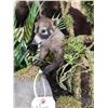 Image 3 : Mother & Baby Coatimundi Full Body Taxidermy Mount