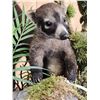 Image 4 : Mother & Baby Coatimundi Full Body Taxidermy Mount