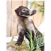 Image 5 : Mother & Baby Coatimundi Full Body Taxidermy Mount
